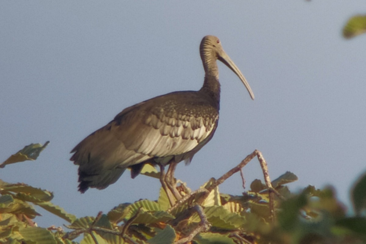 ibis obrovský - ML617148435
