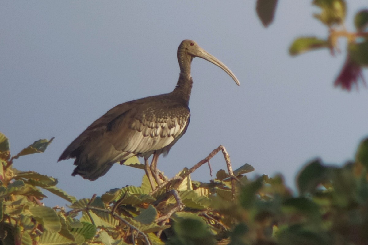 ibis obrovský - ML617148436