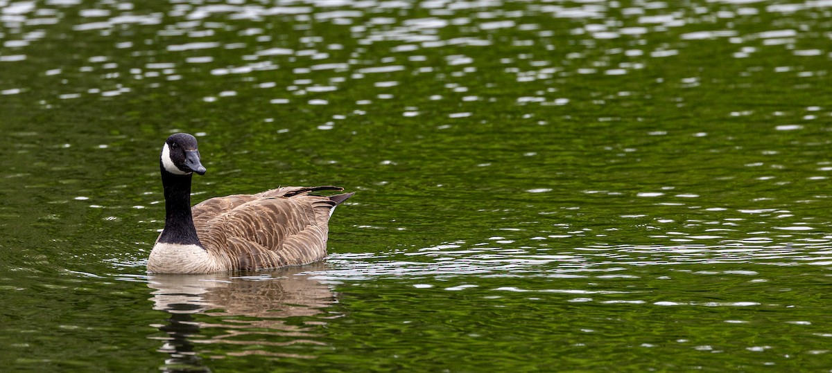 eBird Checklist - 9 Apr 2024 - Heard Nat. Sci. Mus.& Wildlife Sanct ...