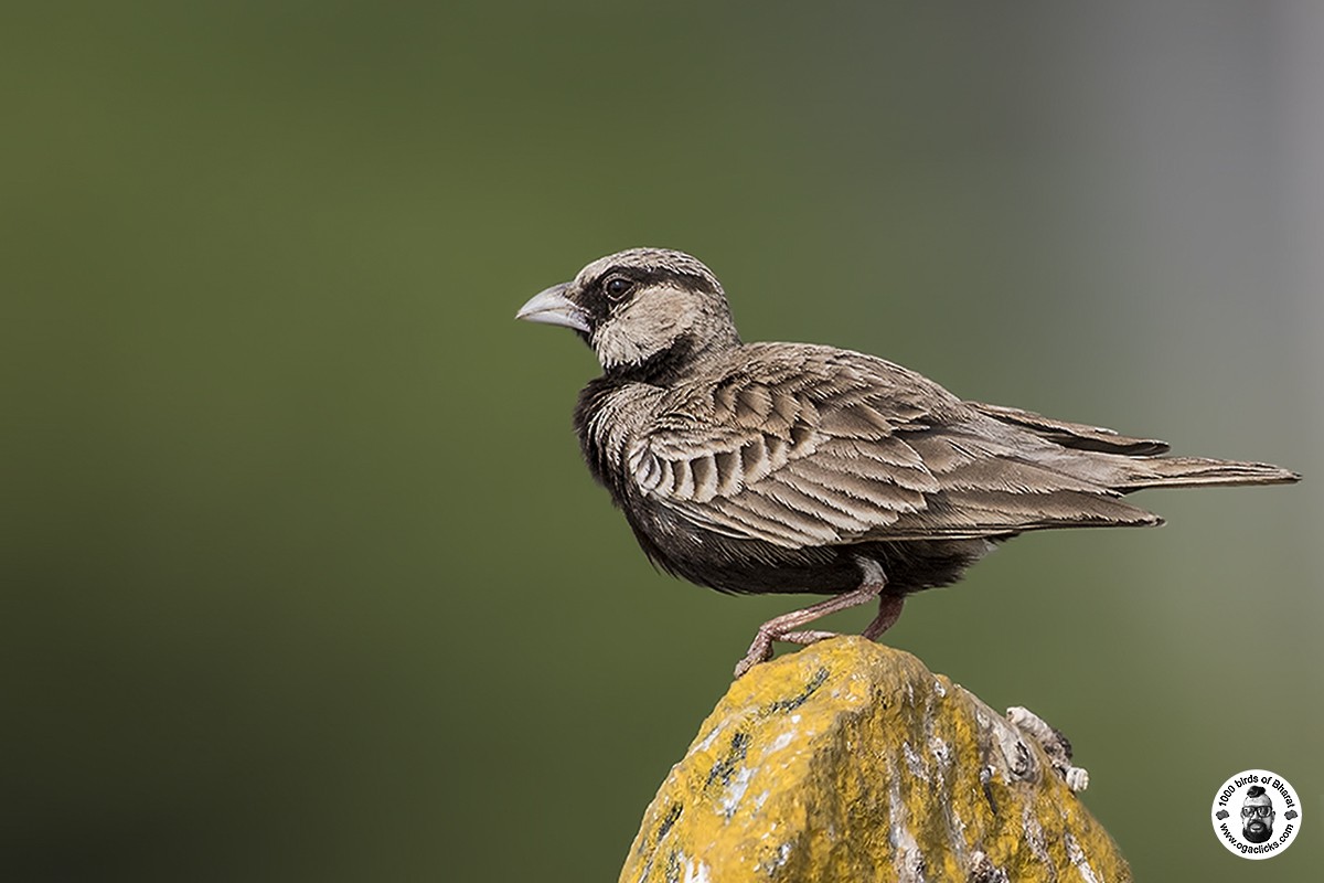 Ashy-crowned Sparrow-Lark - ML617148599