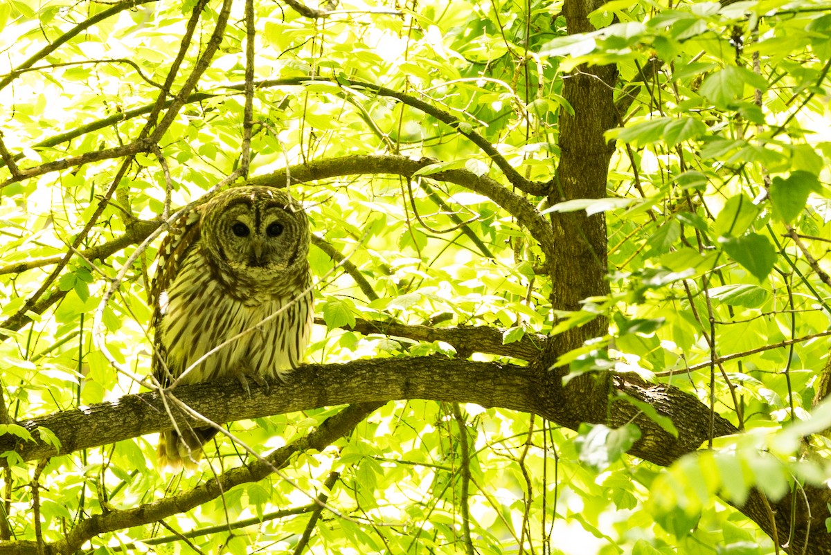 Barred Owl - ML617148657