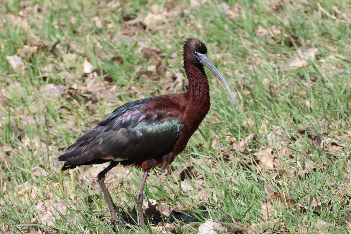 ibis hnědý - ML617148723