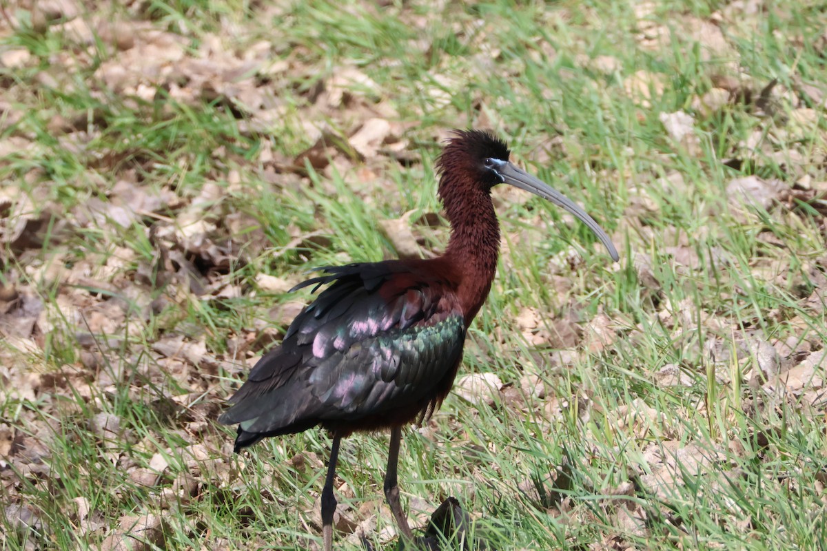 ibis hnědý - ML617148724