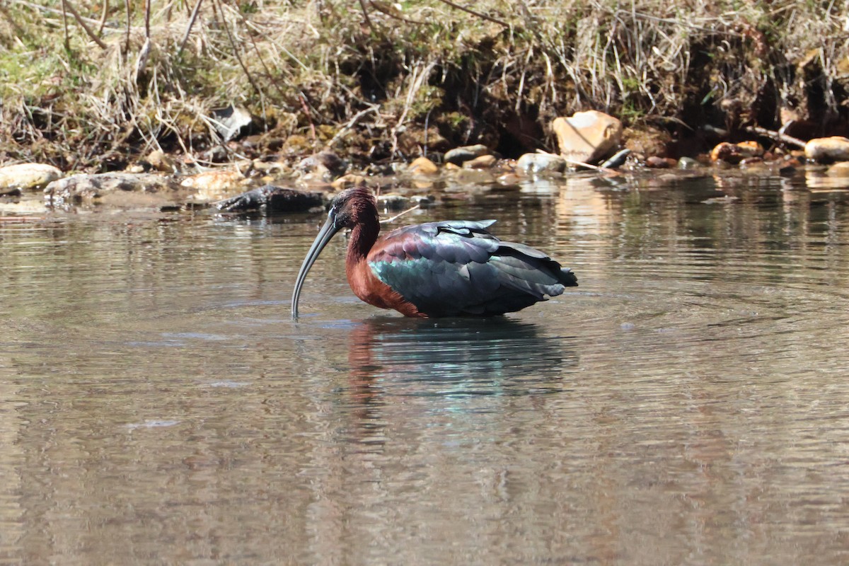 ibis hnědý - ML617148729