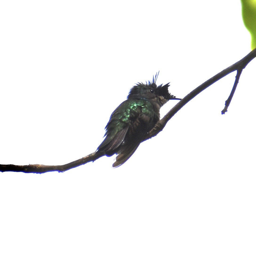 Antillean Crested Hummingbird - ML617148835