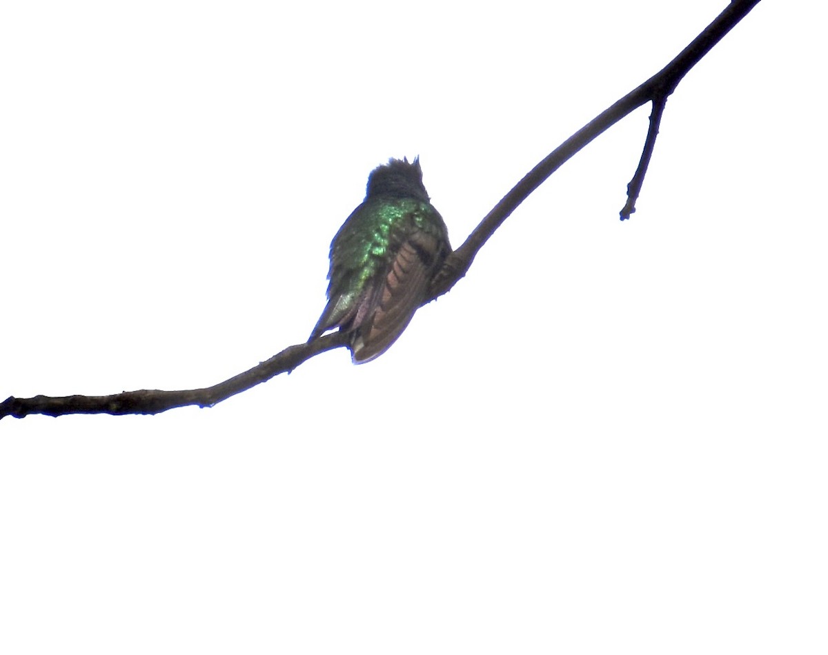 Antillean Crested Hummingbird - ML617148839