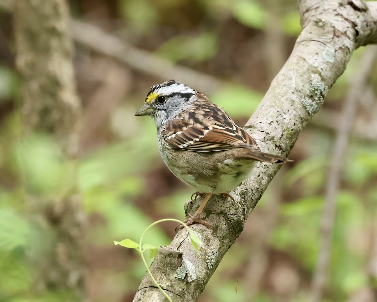 White-throated Sparrow - Debbie Kosater