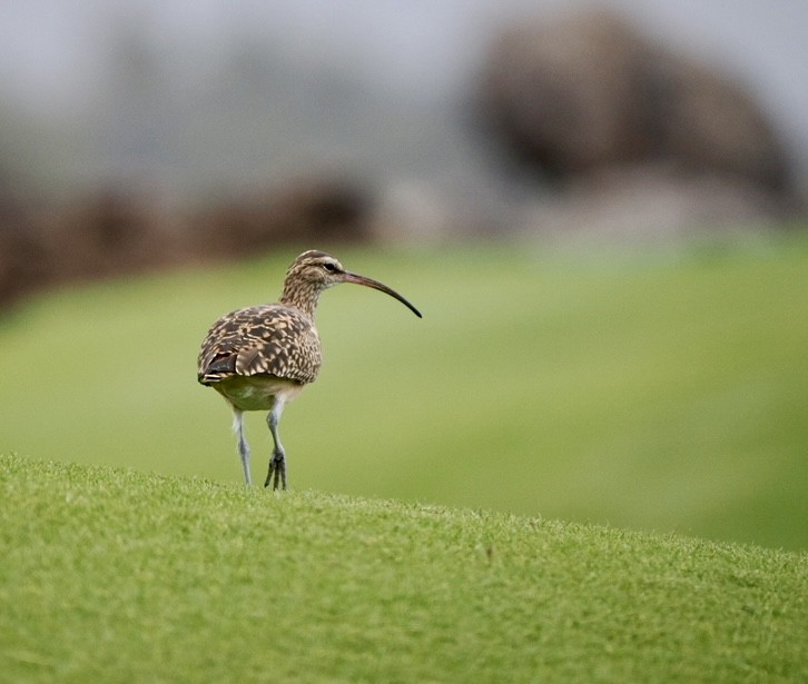 Bristle-thighed Curlew - ML617148978