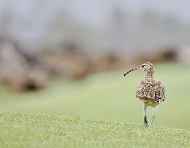 Bristle-thighed Curlew - ML617148979