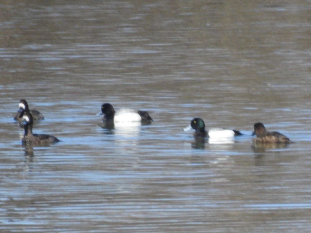 Greater Scaup - ML617149067