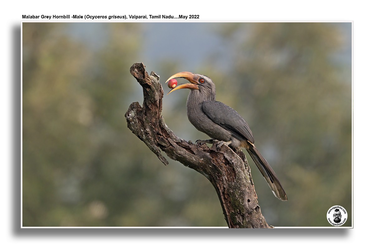 Malabar Gray Hornbill - Saravanan Janakarajan