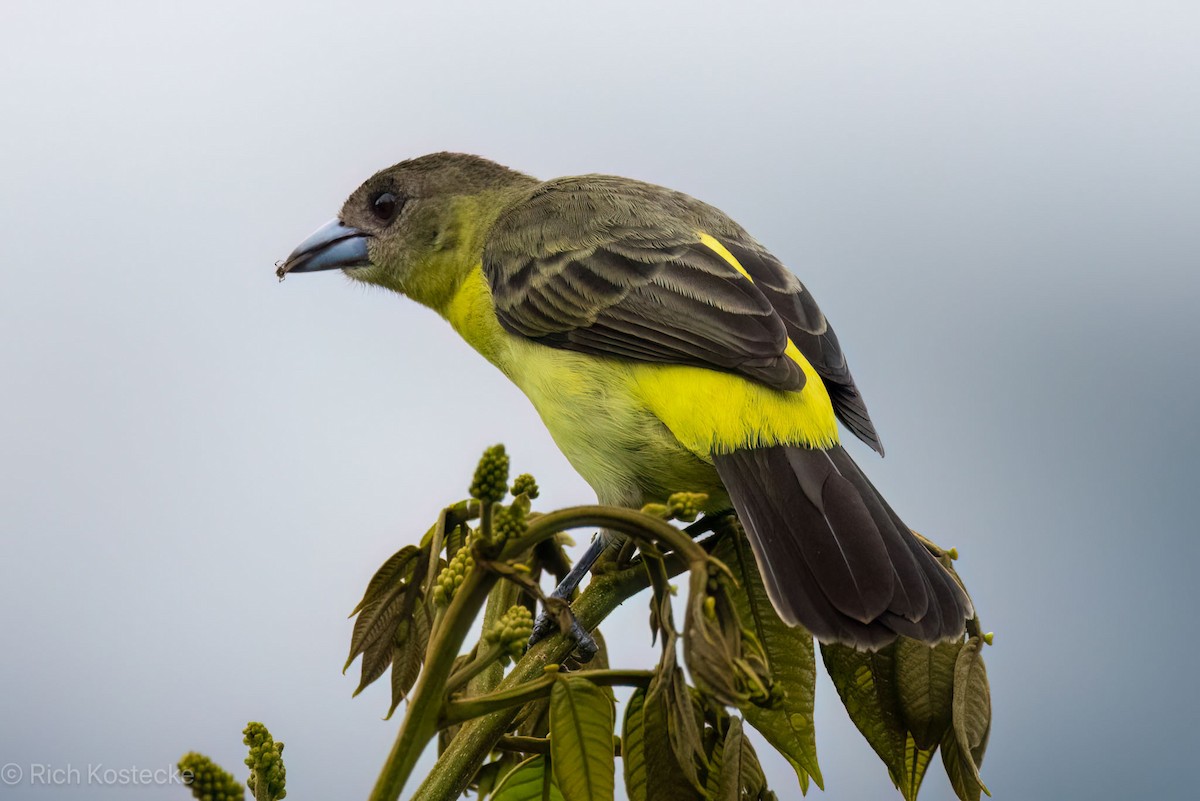 Flame-rumped Tanager - ML617149073
