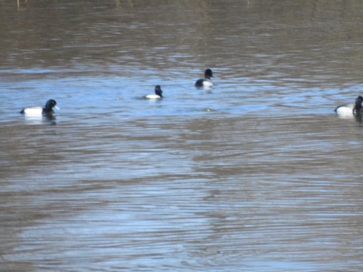 Greater Scaup - ML617149075