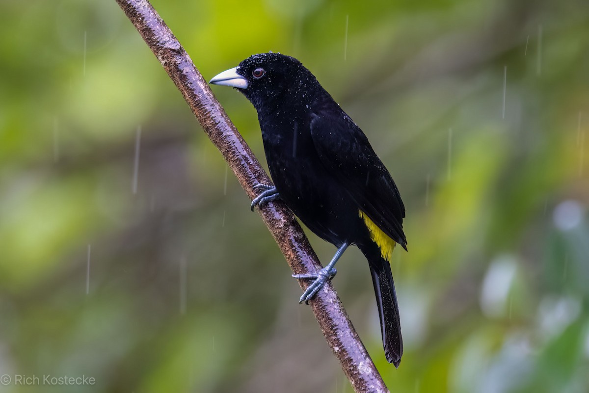 Flame-rumped Tanager - ML617149097