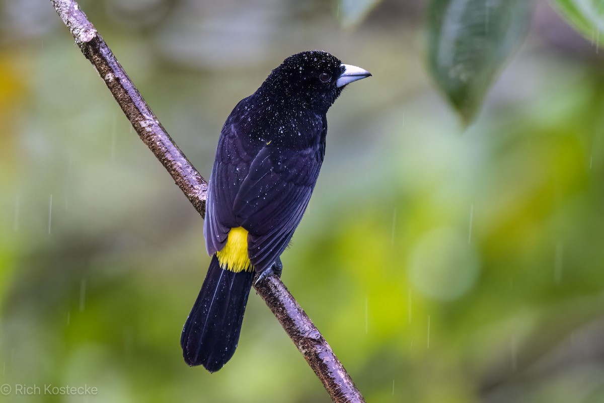 Flame-rumped Tanager - ML617149098
