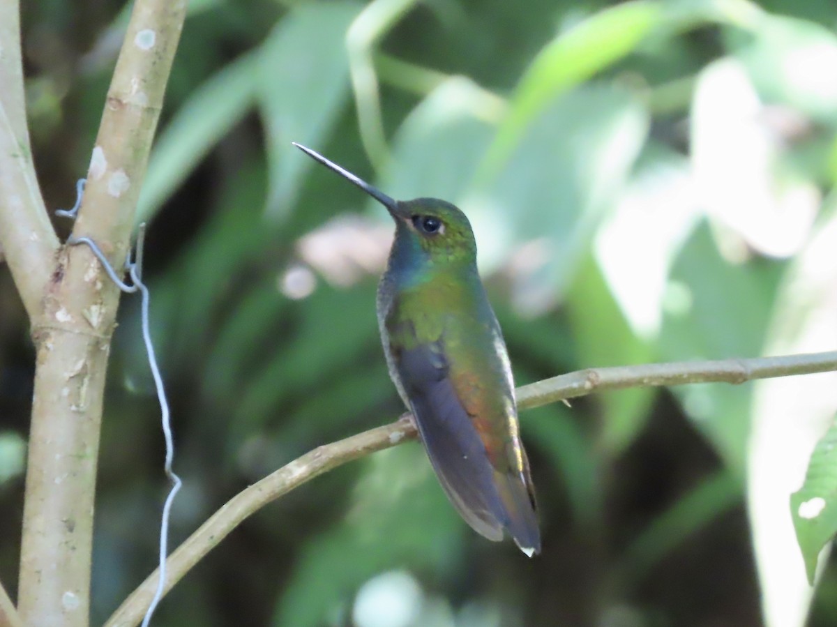 kolibřík zelenohřbetý - ML617149394