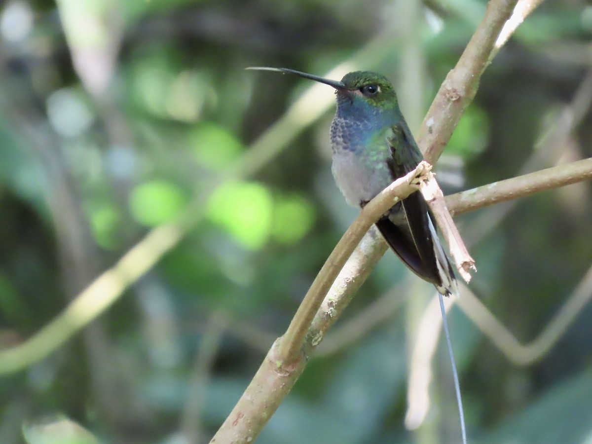 kolibřík zelenohřbetý - ML617149395