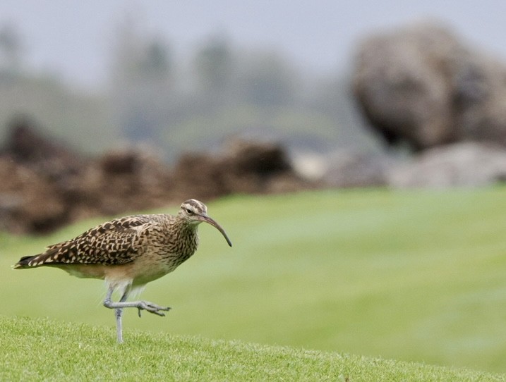 Bristle-thighed Curlew - ML617149408