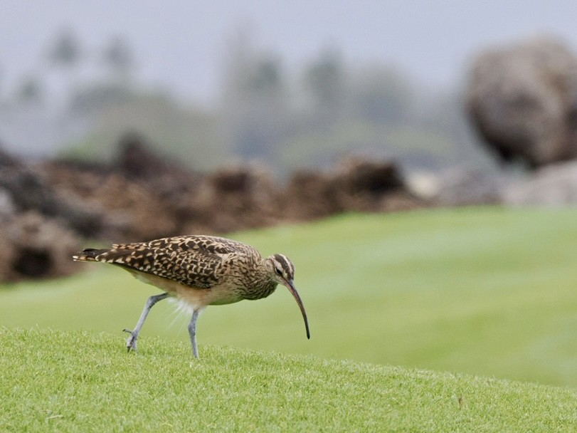 Bristle-thighed Curlew - ML617149409