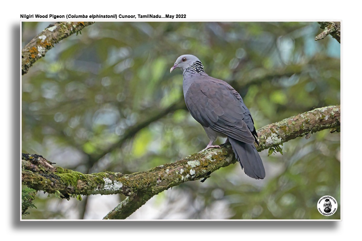 Nilgiri Wood-Pigeon - Saravanan Janakarajan