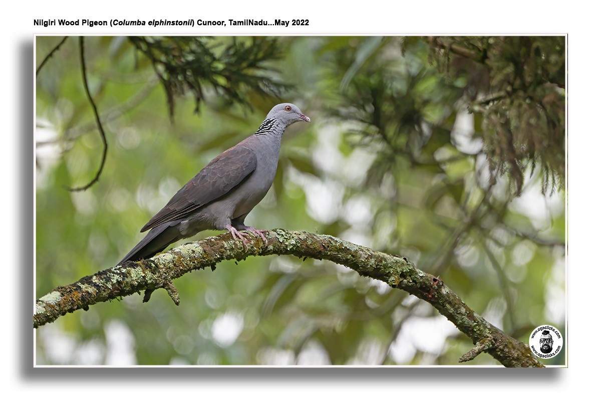 Nilgiri Wood-Pigeon - ML617149421