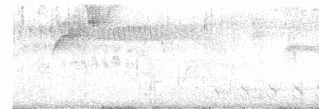 Bar-crested Antshrike - ML617149512