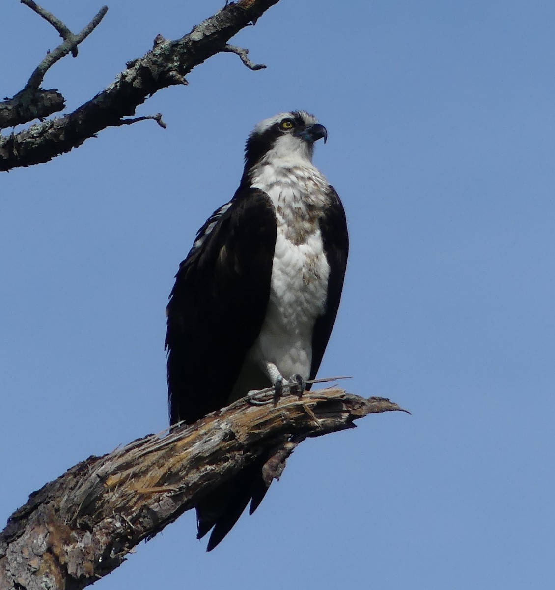 eBird Checklist - 9 Apr 2024 - Honeymoon Island SP - 13 species