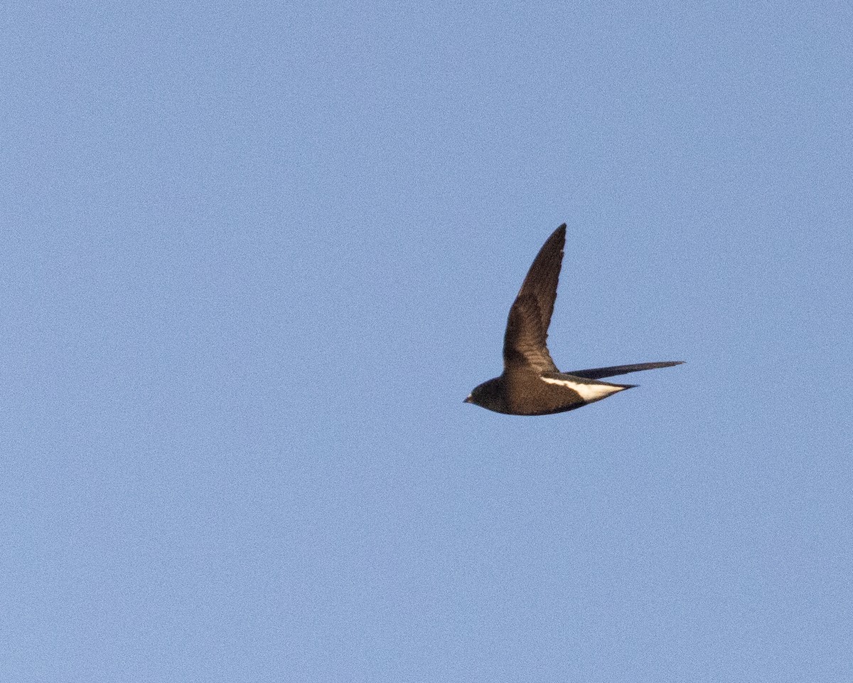 Brown-backed Needletail - Dixie Sommers