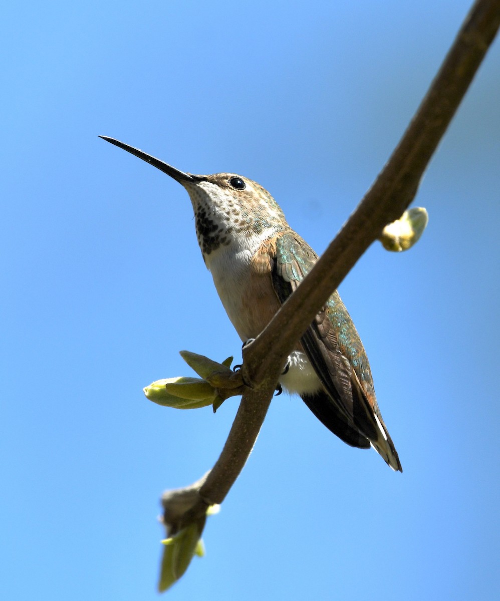 Allen's Hummingbird - ML617149723
