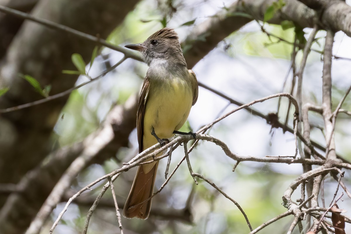 Great Crested Flycatcher - ML617149727