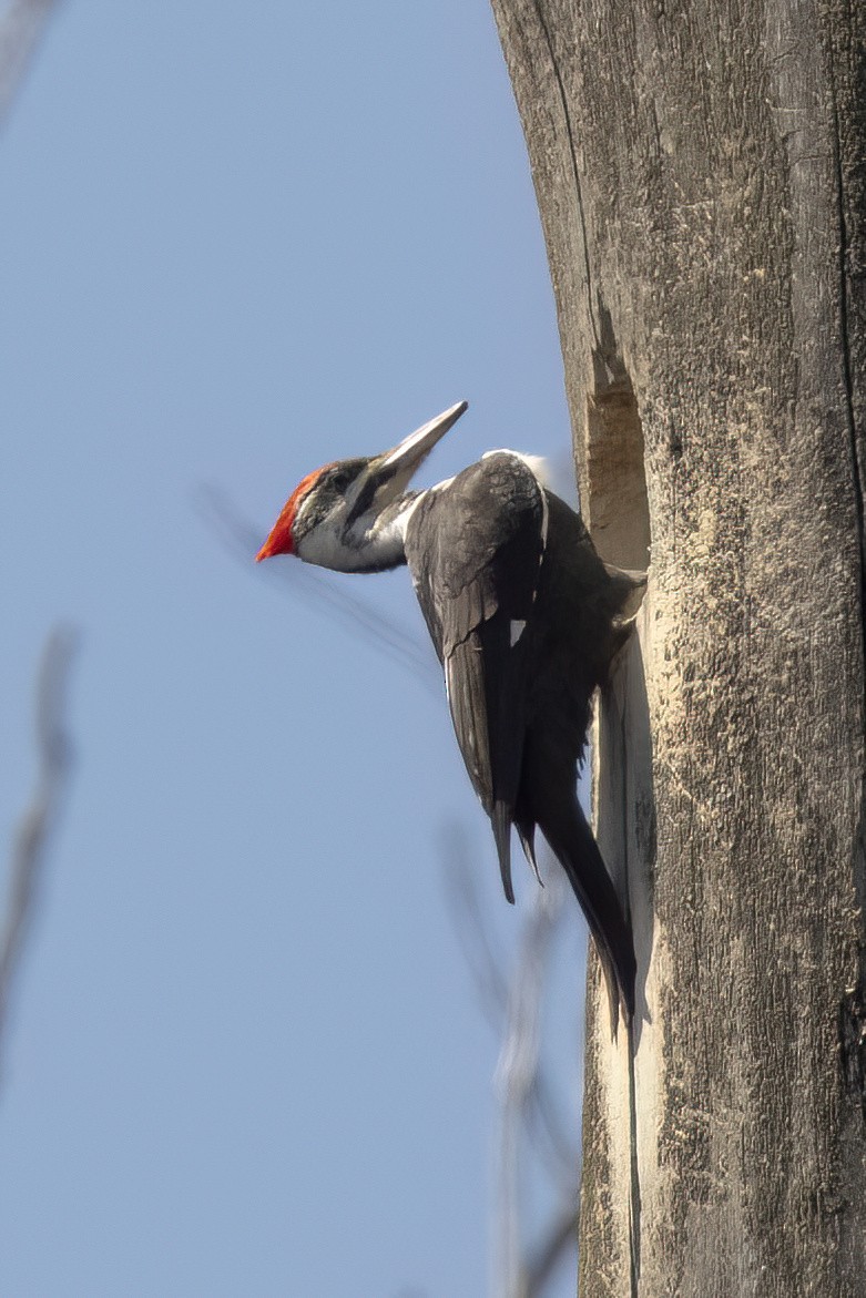 Pileated Woodpecker - ML617149732