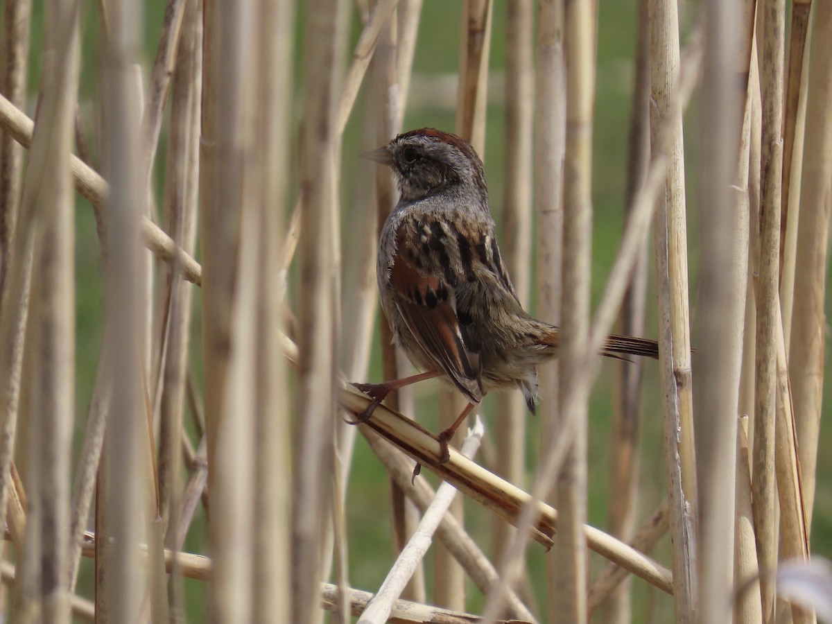 Swamp Sparrow - Ginger Bernardin