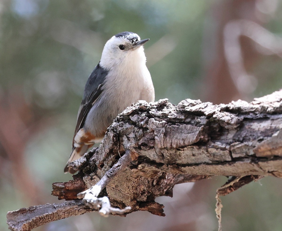 White-breasted Nuthatch (Interior West) - ML617149765