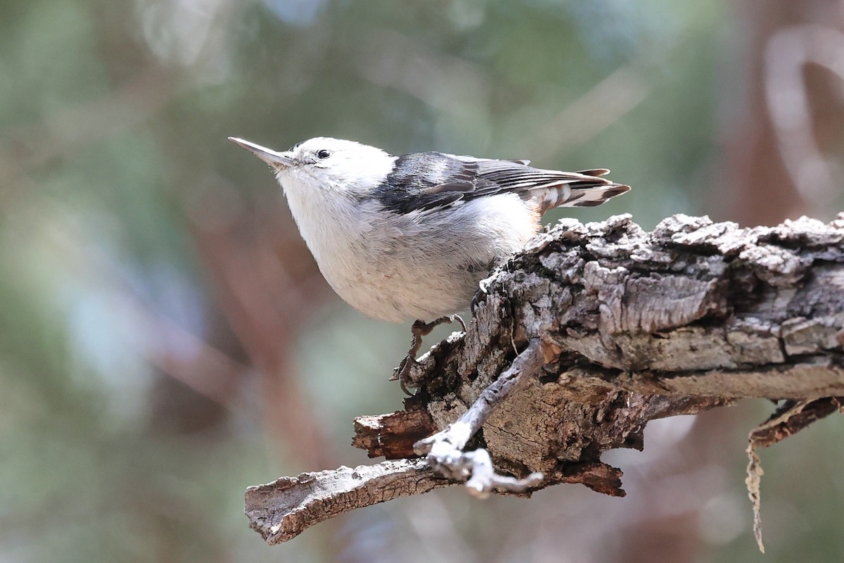 White-breasted Nuthatch (Interior West) - ML617149769