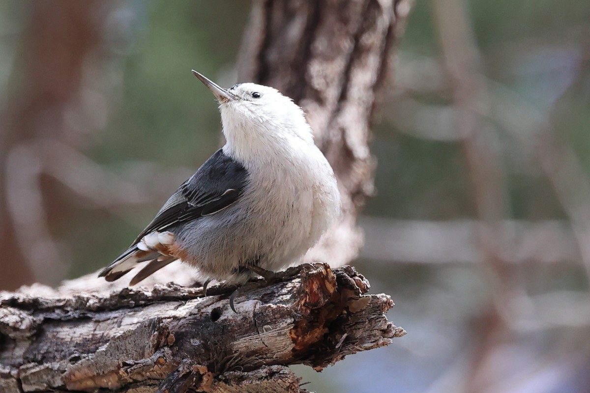 White-breasted Nuthatch (Interior West) - ML617149781