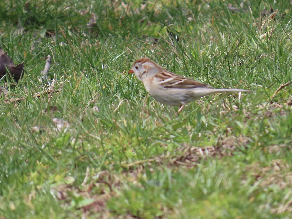Field Sparrow - Ginger Bernardin