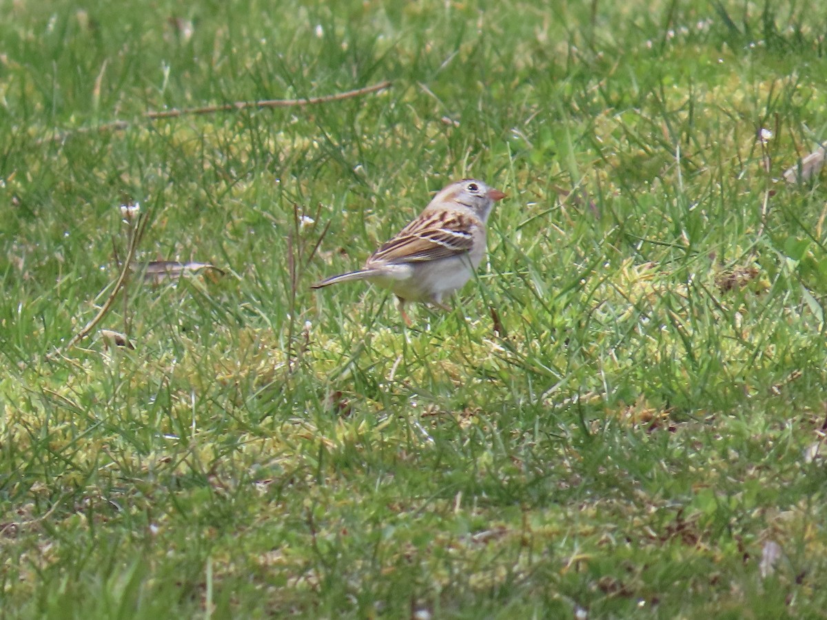 Field Sparrow - ML617149885