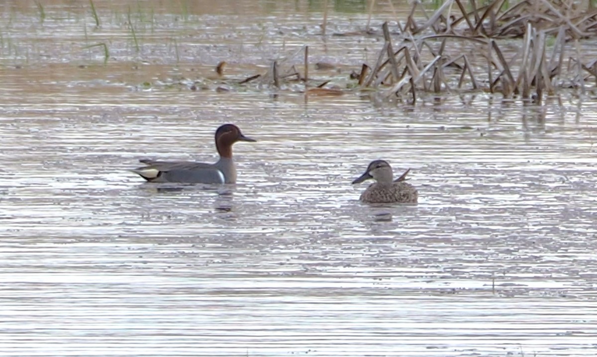 Green-winged Teal - ML617150025