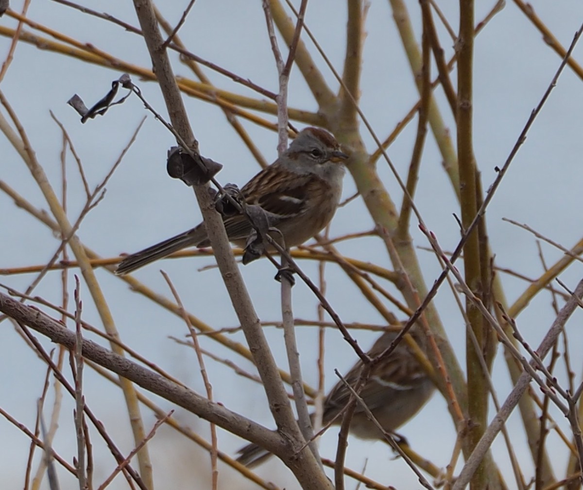 American Tree Sparrow - ML617150051