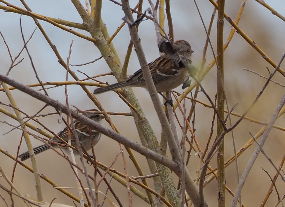 American Tree Sparrow - ML617150052