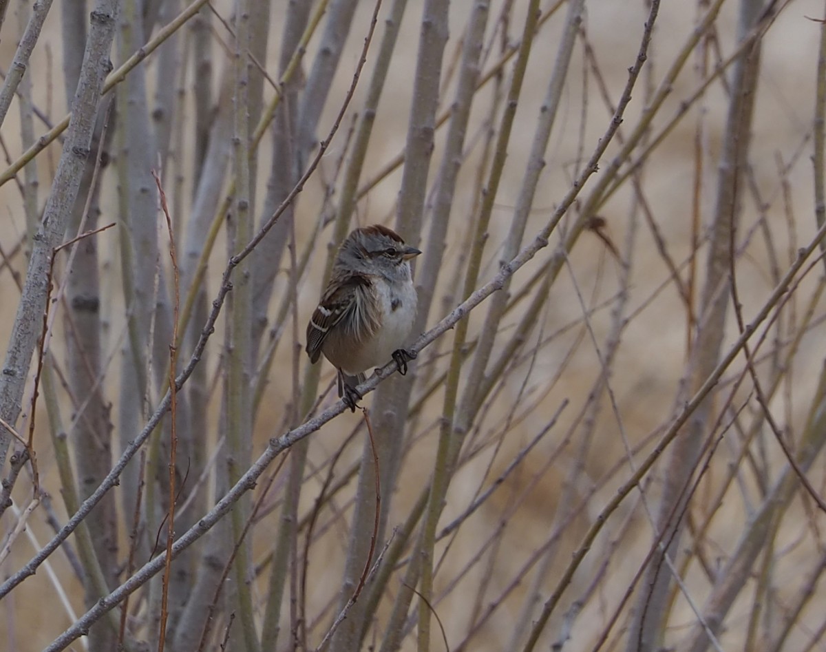 American Tree Sparrow - John Hiebert