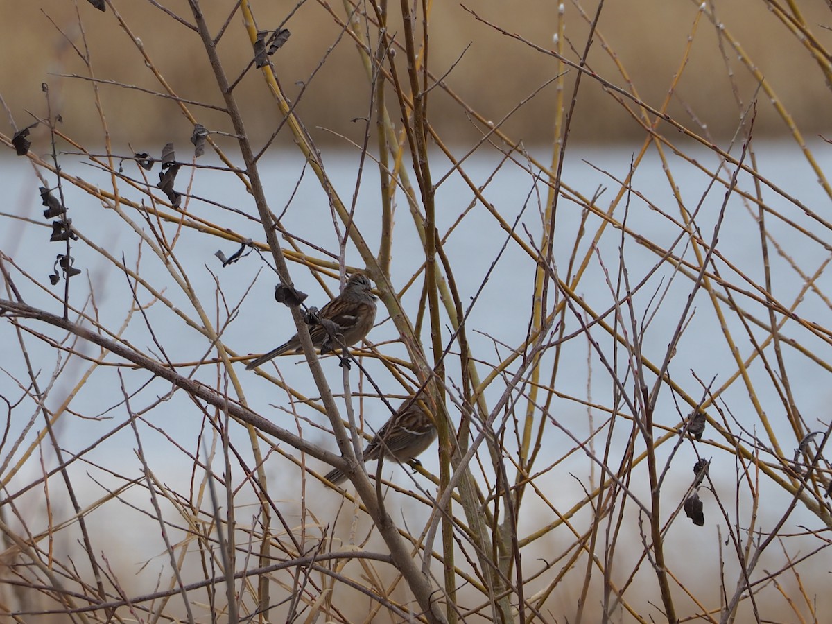 American Tree Sparrow - ML617150054