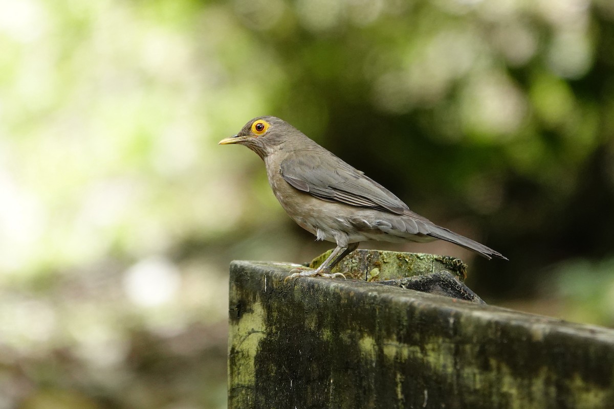 Spectacled Thrush - Vincent Rufray