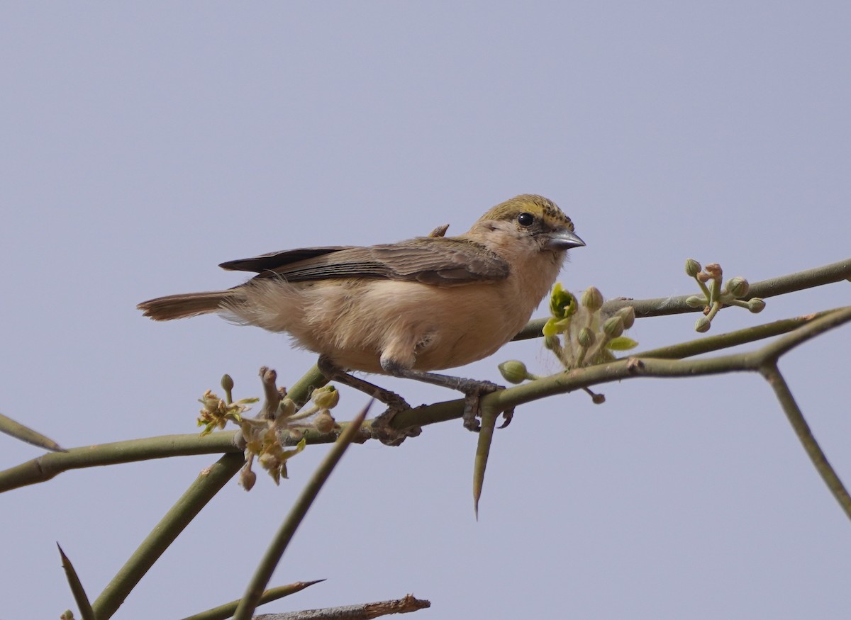 Pájaro Moscón Sudanés - ML617150077