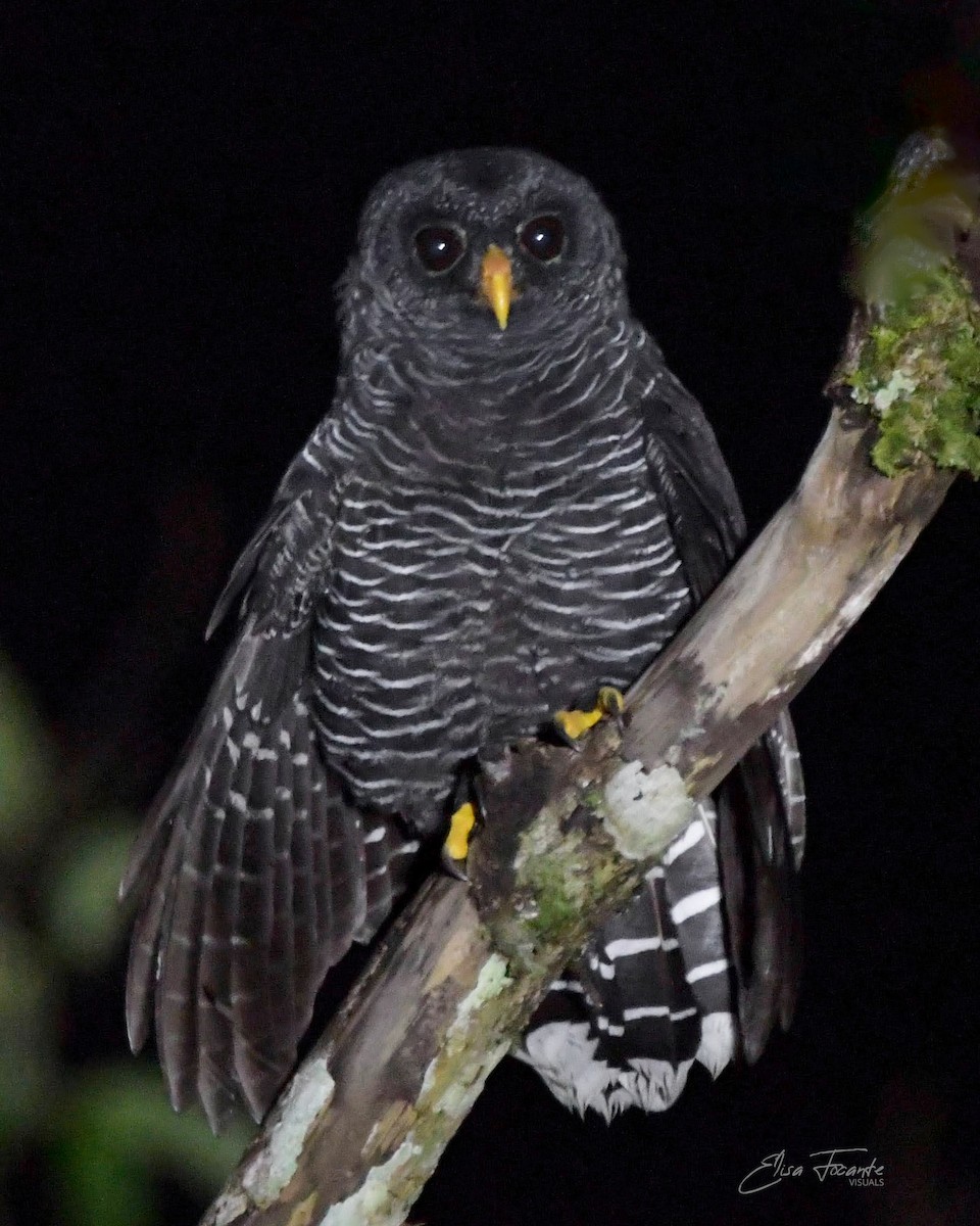 Black-banded Owl - ML617150091