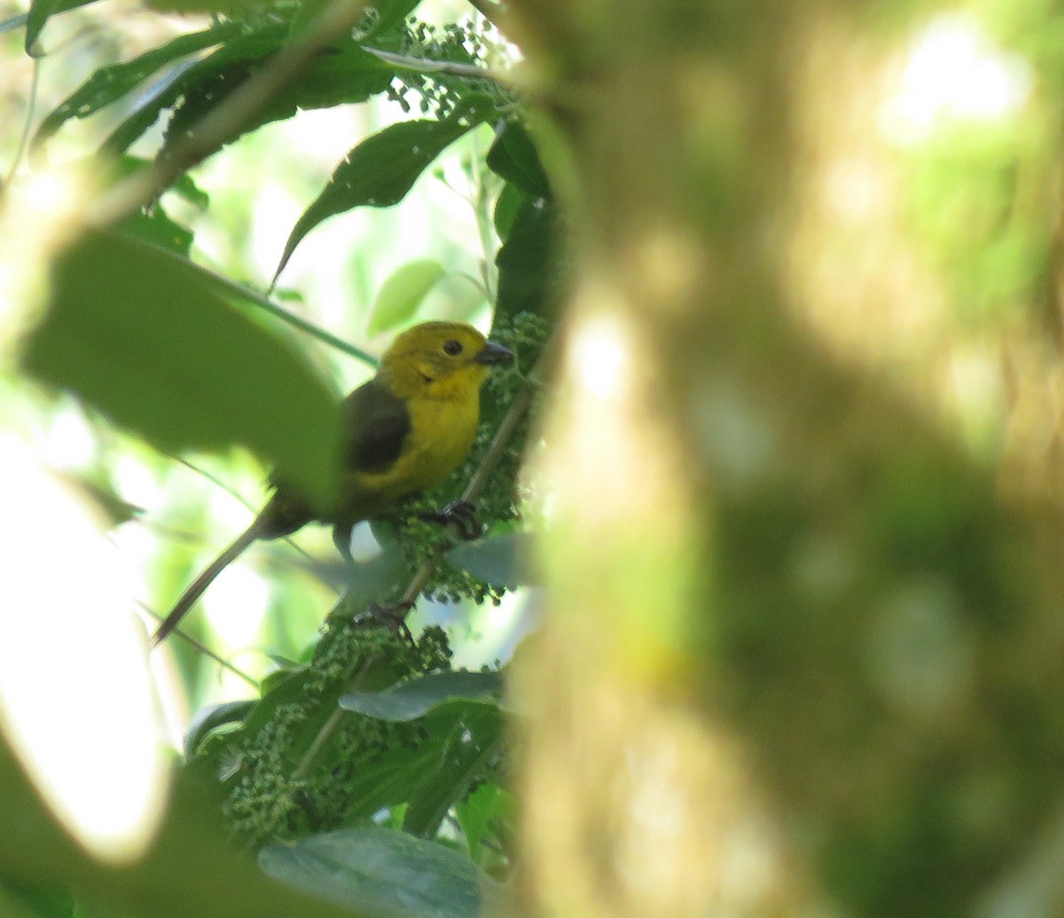 Yellow-headed Brushfinch - ML617150106