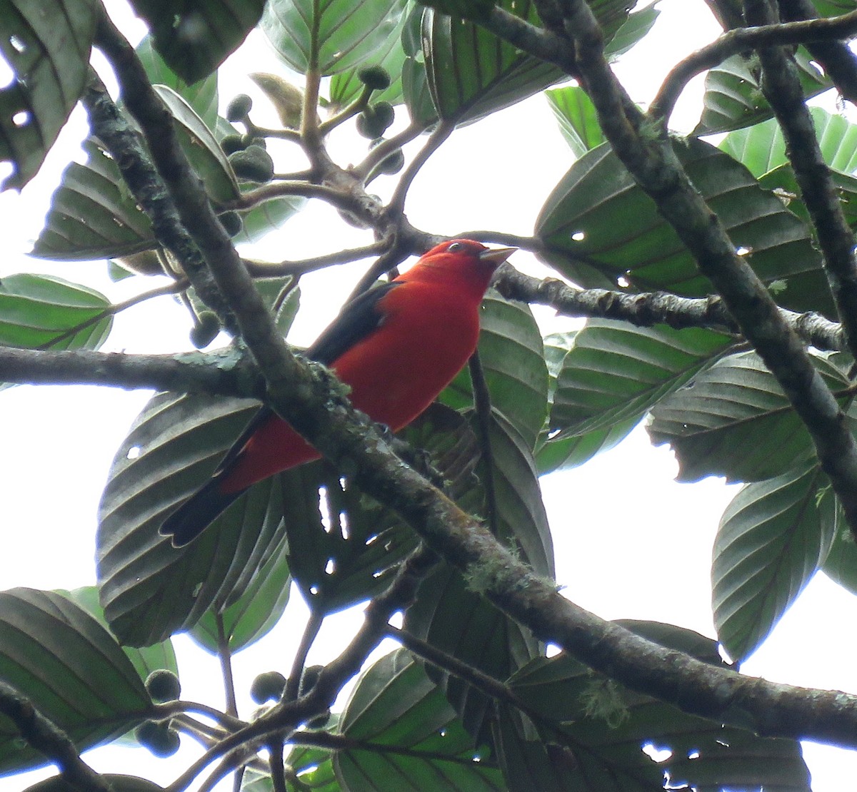 Scarlet Tanager - ML617150160