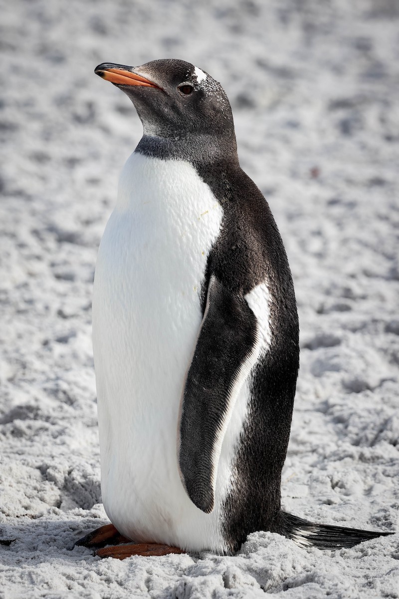 Gentoo Penguin - ML617150203