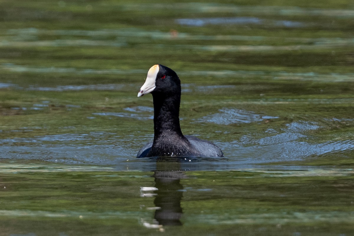 American Coot (White-shielded) - ML617150248