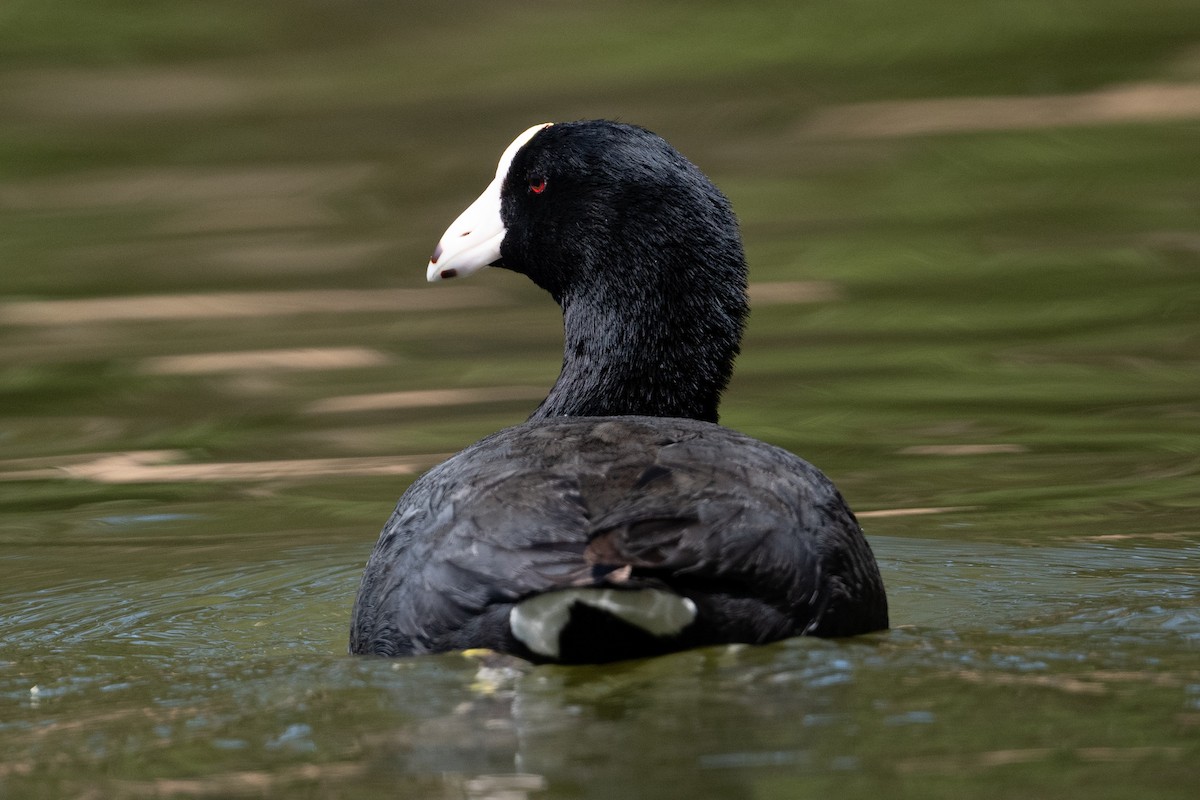 American Coot (White-shielded) - Cynthia  Case